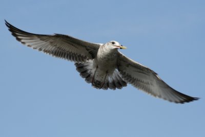 Septeber 18, 2006Gull