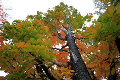 Autumn TreeOctober 23, 2007