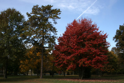 Red Maple TreeOctober 26, 2007