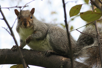 SquirrelOctober 29, 2007