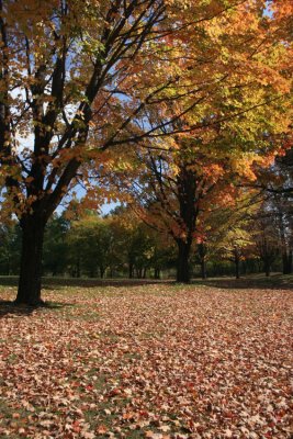 Maple TreesOctober 30, 2007