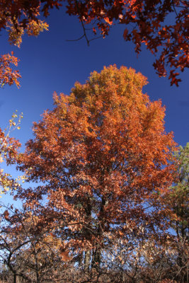 Autumn ColorsNovember 2, 2007