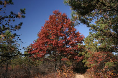 Autumn ColorsNovember 2, 2007