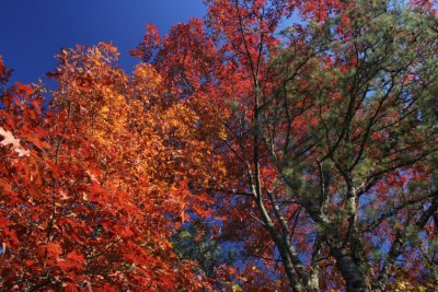 Autumn ColorsNovember 17, 2007