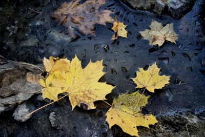 Leaves and IceNovember 19, 2007