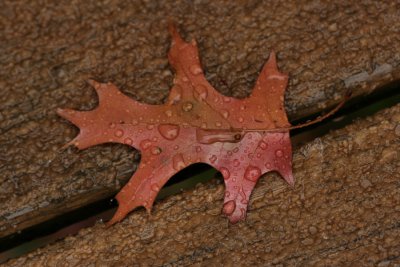 Oak LeafNovember 20, 2007