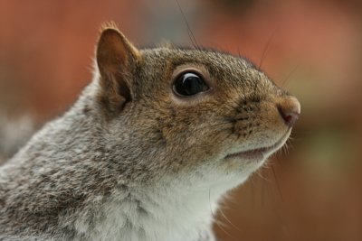 Squirrel CloseupNovember 21, 2007