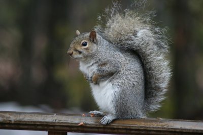 Squirrel