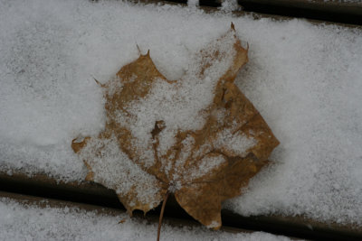 Snow on LeafDecember 2, 2007