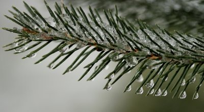 Drops on Pine