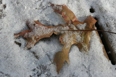 Leaf and SnowDecember 4, 2007