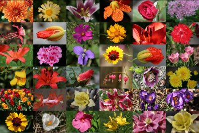 flower_collage2_4x6.jpg