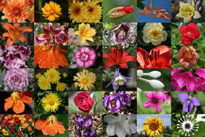 flower_collage4_4x6.jpg