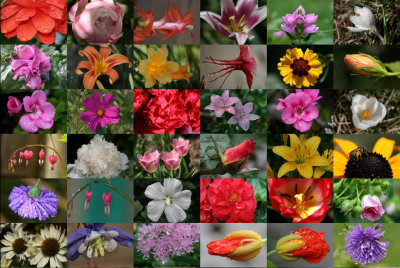 flower_collage5_4x6.jpg