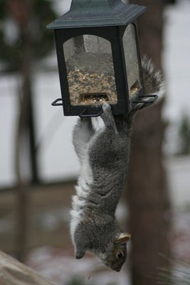 Upside Down Squirrel