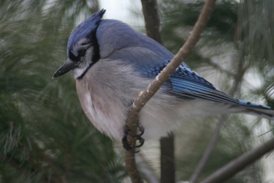 Bluejay in Pine Tree