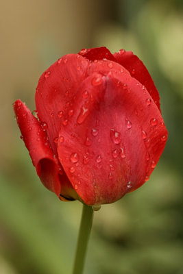 Wet Red TulipApril 29, 2008