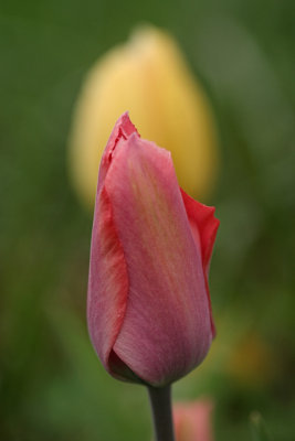 Two TulipsMay 3, 2008