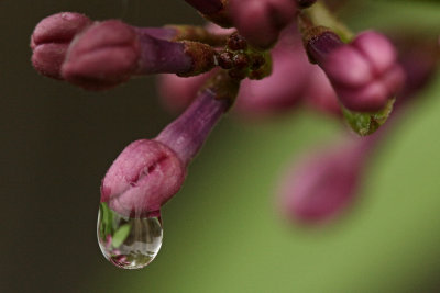 Waterdrop MacroMay 4, 2008