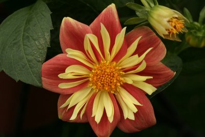 Dahlia<BR>May 7,2008