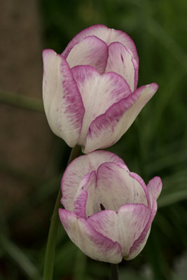 TulipsMay 8, 2008