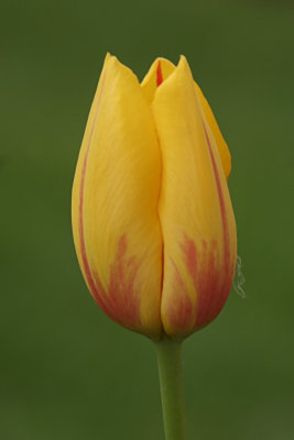 Yellow TulipMay 9, 2008