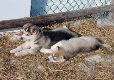 Huskies