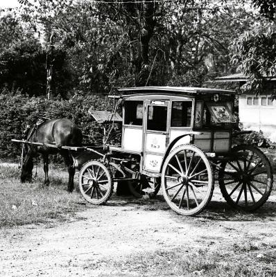 Horse and carriage