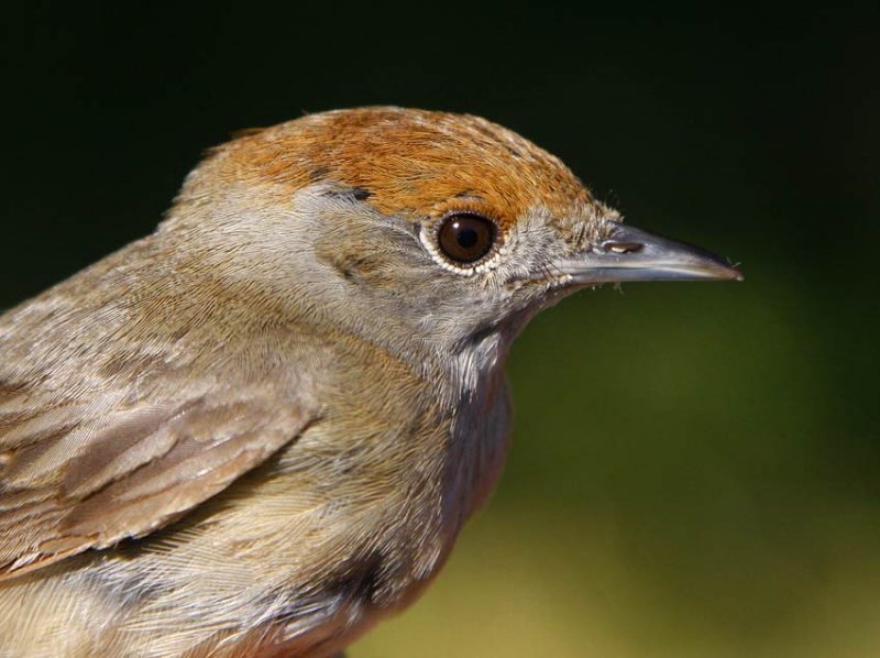 Eurasian Blackcap (Sylvia atricapilla), 2K+ female