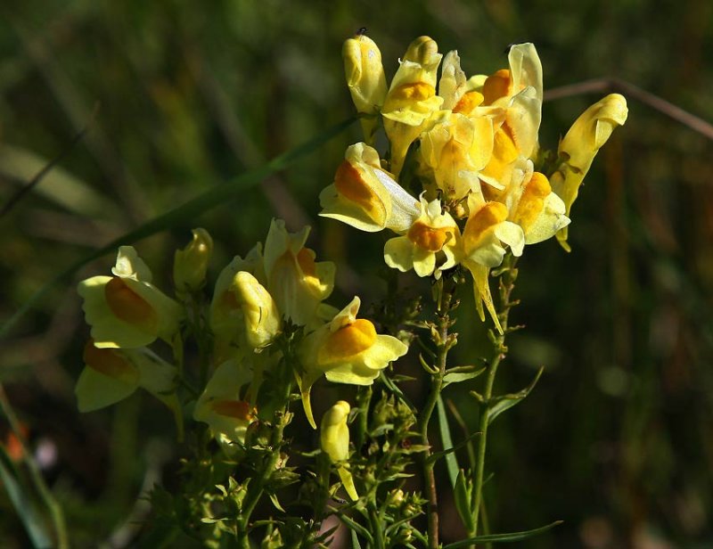 Gulsporre (Linaria vulgaris)