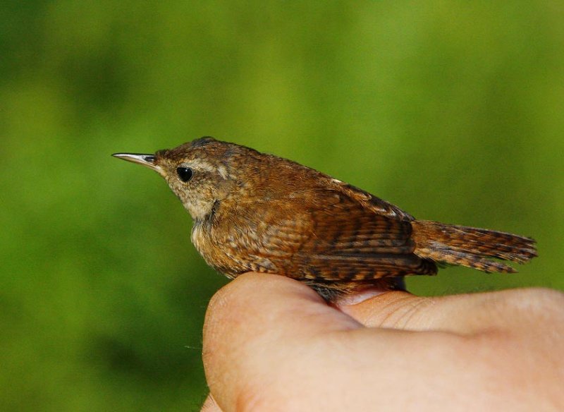 Winter Wren (Troglodytes troglodytes)