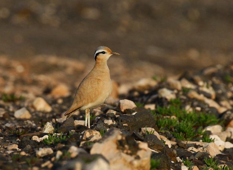 Cream-coloured Courser (Cursorius cursor)
