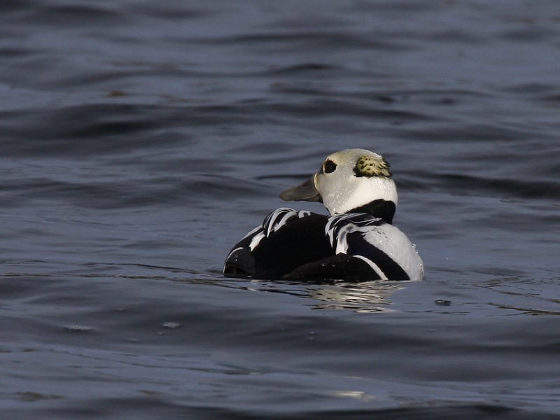 Stellers Eider (Polysticta stelleri)