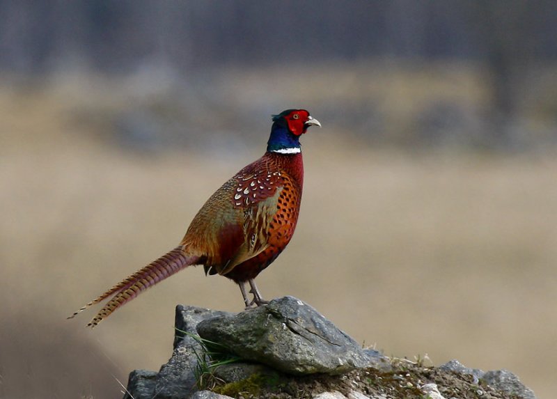 Pheasant (Phasianus colchicus)