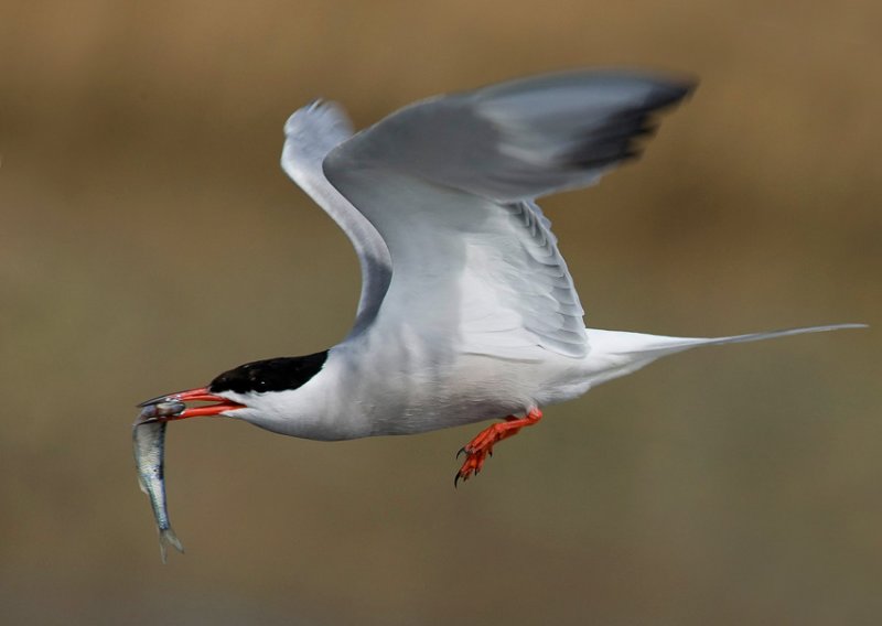 Common Tern (Sterna hirundo)