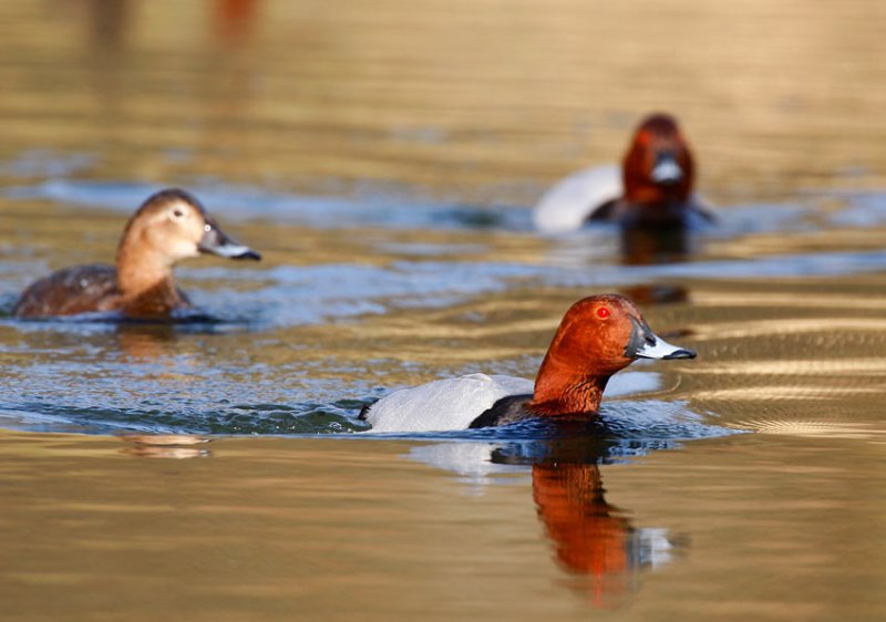 Pochard (Aythya ferina)