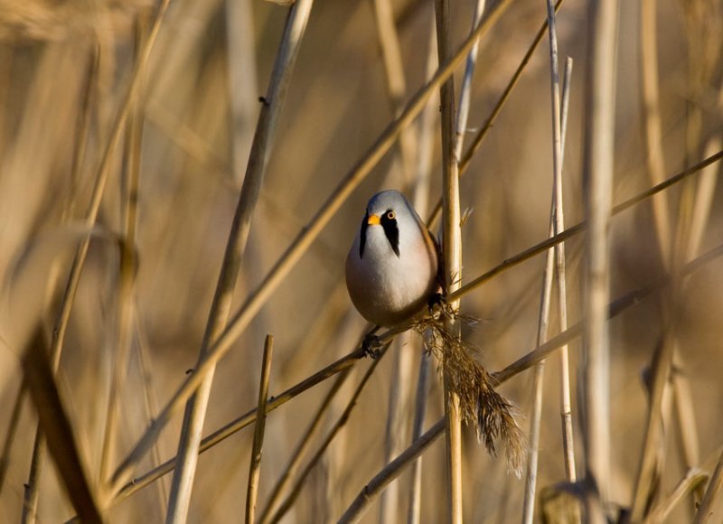 Bearded Tit (Panurus biarmicus)