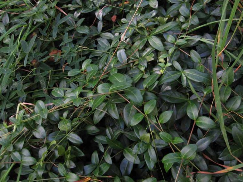 Vintergrna (Vinca minor)