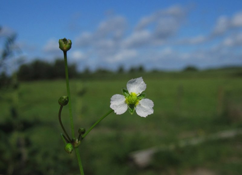 Svalting (Alisma plantago-aquatica)