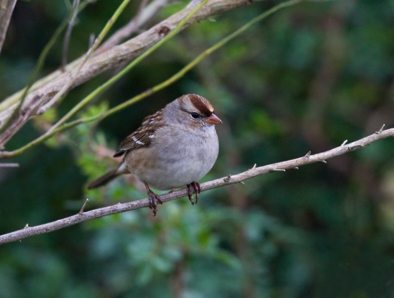 White-crowned Sparrow (Zonotrichia leucophrys)