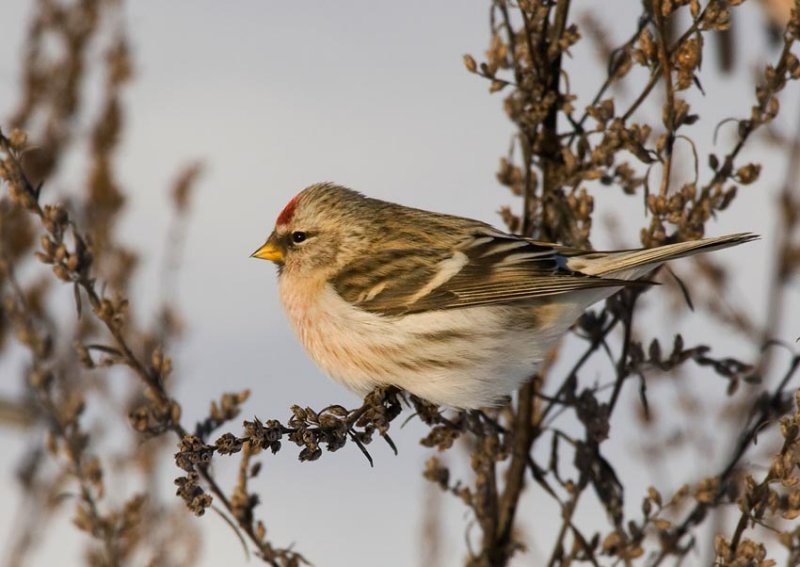 Arctic Redpoll (Carduelis hornemanni)