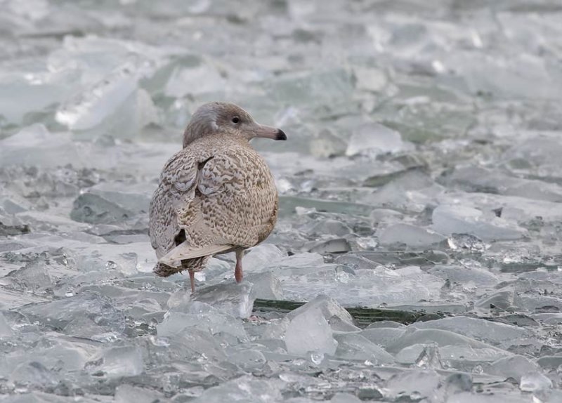 Glaucous Gull (Larus hyperboreus)