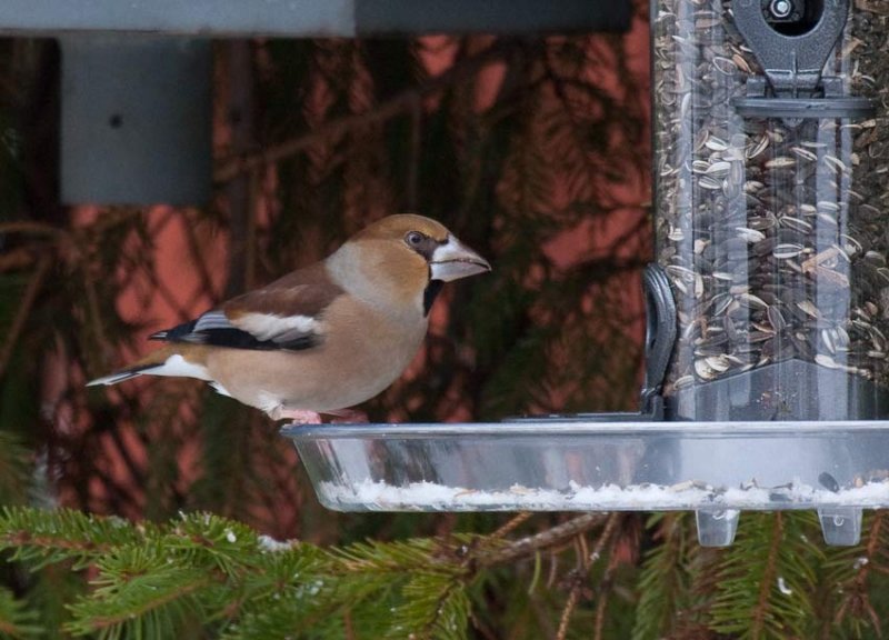 Hawfinch (Coccothraustes coccothraustes)