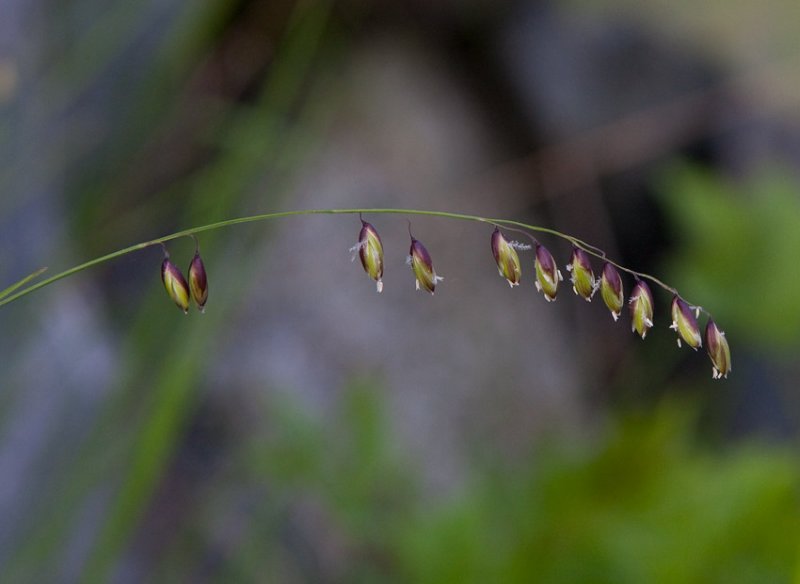 Bergslok (Melica nutans)