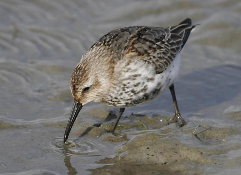 Dunlin (Calidris alpina)