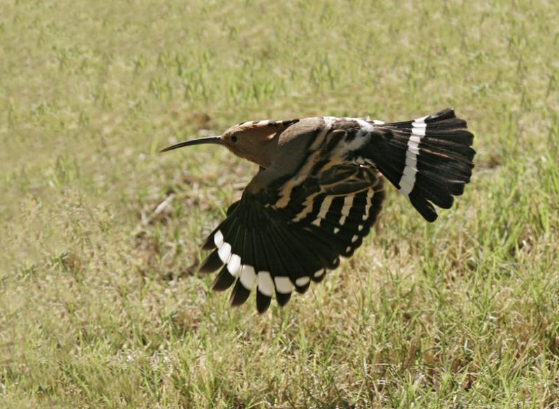 Hoopoe (Upupa epops)