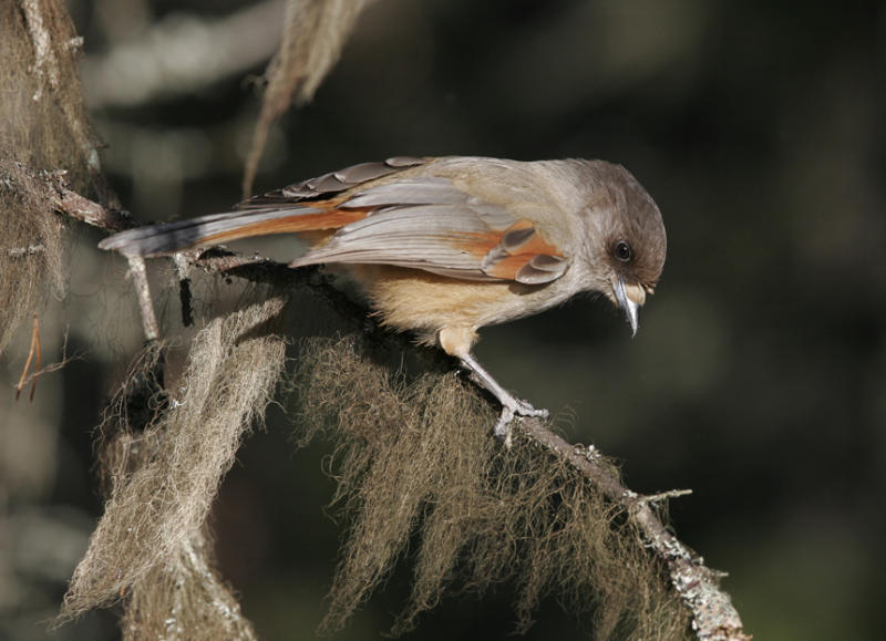 Siberian Jay (Perisoreus infaustus)