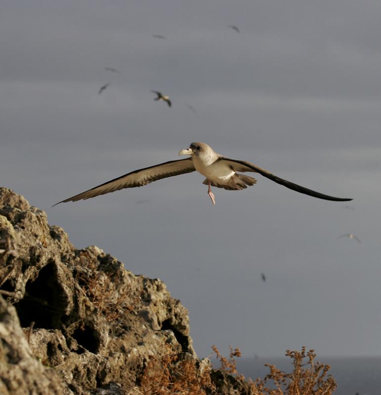 Corys Shearwater (Calonectris diomedea)