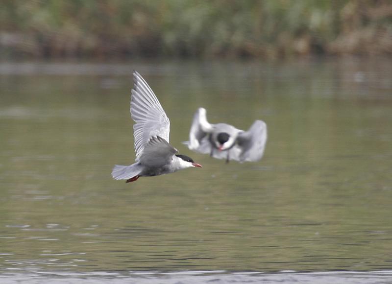 Whiskered Terns (Chlidonias hybrida)