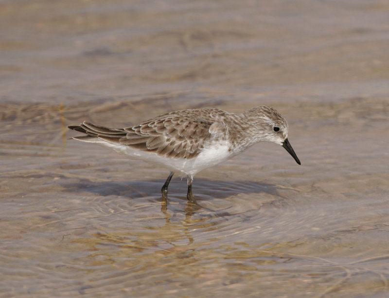 Little Stint (Calidris minuta)